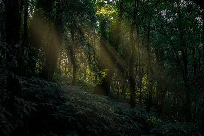 Trees growing in forest