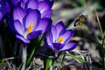 Close-up of honey bee pollinating on purple flower