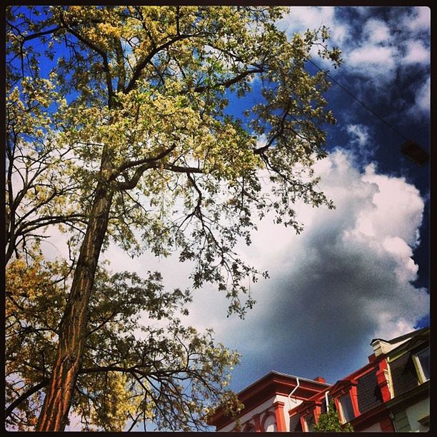 low angle view, tree, sky, building exterior, architecture, built structure, branch, cloud - sky, house, high section, cloud, cloudy, residential structure, nature, growth, transfer print, day, auto post production filter, outdoors, residential building