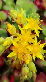 Close-up of yellow flowering plant