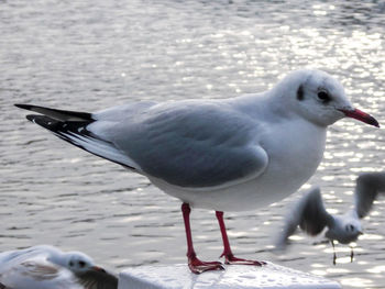 Close-up of bird perching on water