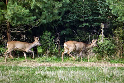 Deer standing in a field