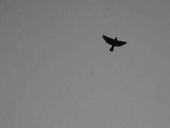 Low angle view of airplane flying in sky