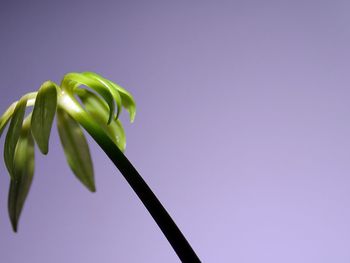 Close-up of plant against purple background