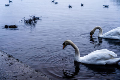 Swan at ross castle, ireland