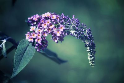 Close-up of purple flowering plant