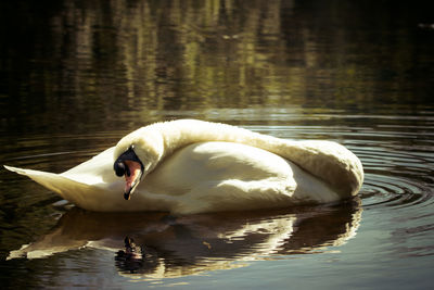 Side view of a swan with reflection in water