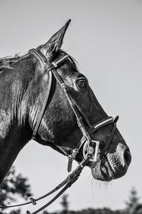 Low angle view of horse standing against clear sky