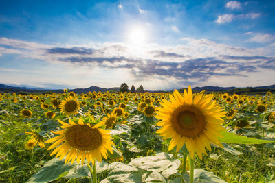 Sunflower field