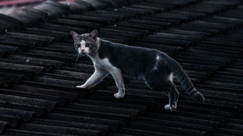 Portrait of cat on staircase