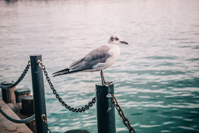Seagull perching on railing by sea