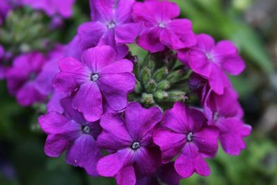 Close-up of pink flowers