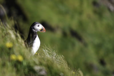 Close-up of bird amidst plants