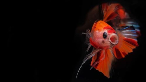 Close-up of fish swimming in sea