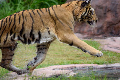 Wet tiger running 
