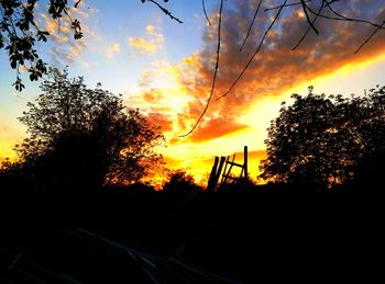 Silhouette of trees at sunset