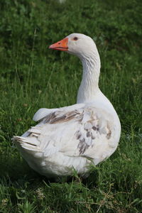 Close-up of a bird