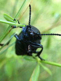 Close-up of insect on leaf