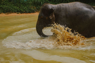 View of an animal in water