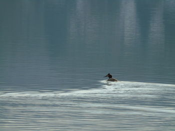 Bird swimming in lake