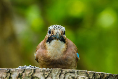 Close-up of bird perching on railing