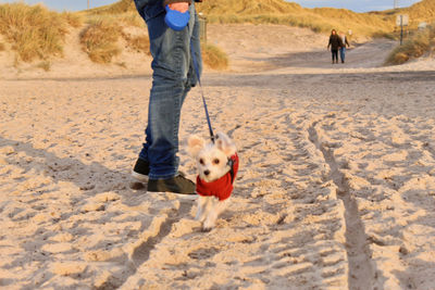 Dog walking on beach