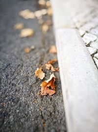 Close-up of maple leaf