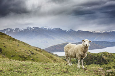 View of sheep on landscape