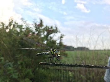 Close-up of damselfly on grass