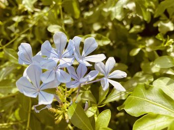 Close-up of white flowering plant