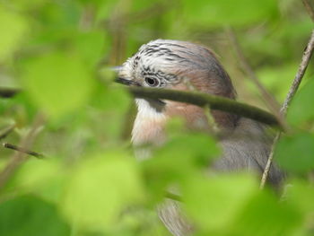 Close-up of bird