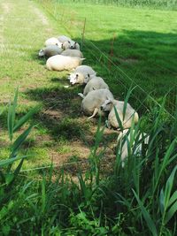 Sheep on field