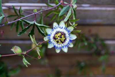 Close-up of purple flowering plant