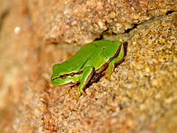 Close-up of green lizard on rock