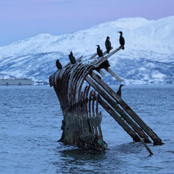 View of birds on wooden post in sea during winter