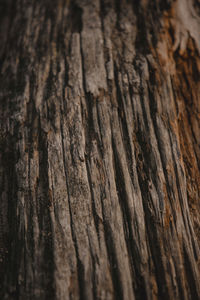 Full frame shot of tree trunk