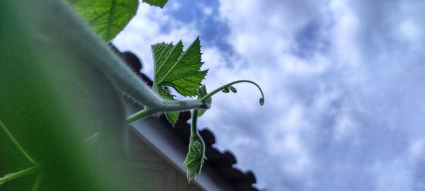 Low angle view of insect on leaf against sky