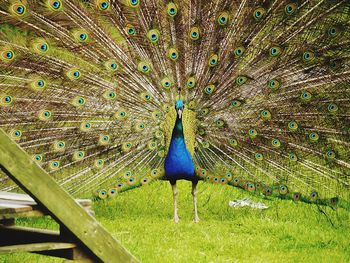 Close-up of peacock feathers on field