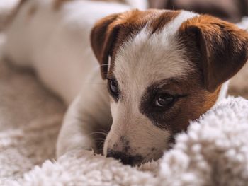 Close-up of dog relaxing on rug at home