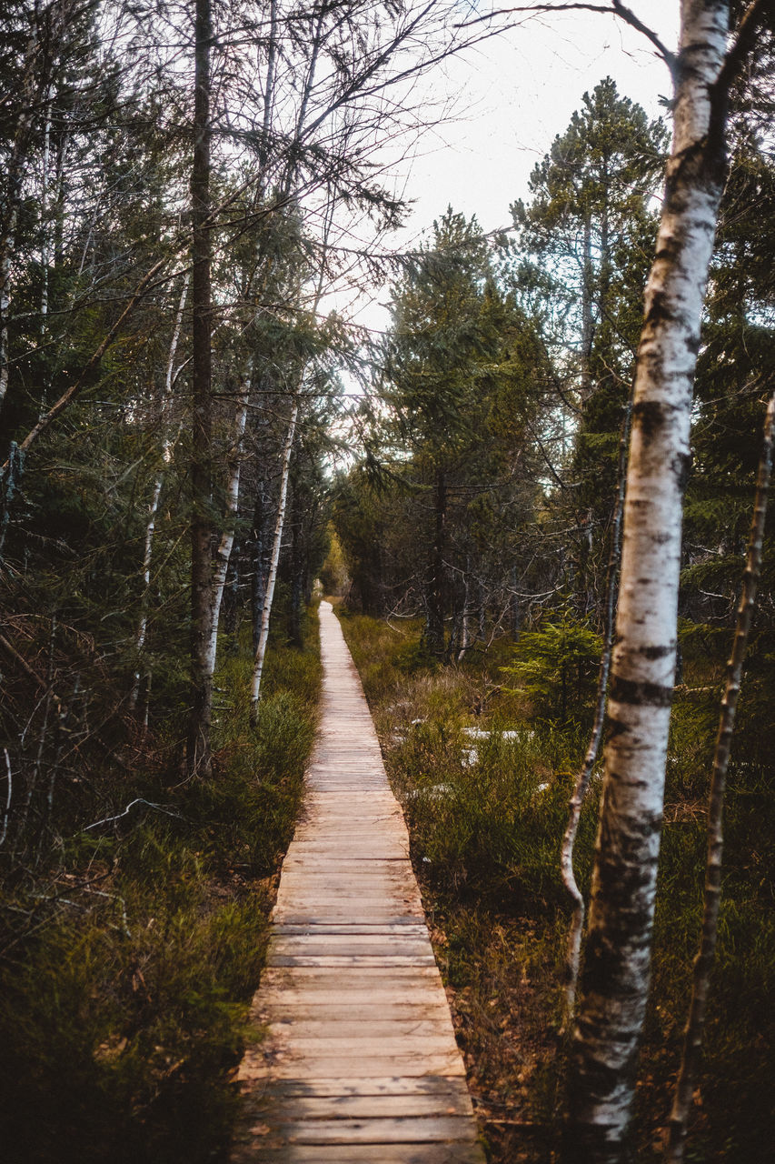 EMPTY FOOTPATH ALONG TREES