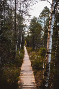 Empty footpath amidst trees in forest