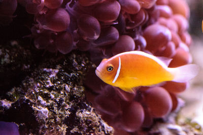 Close-up of fish swimming underwater