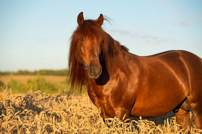 Horse standing in ranch against sky