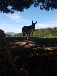 Horse standing on field against sky