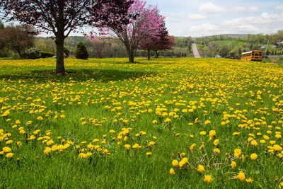 View of yellow flowering plants on field