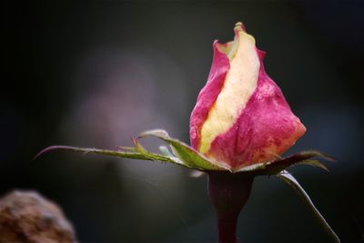 Close-up of rose bud