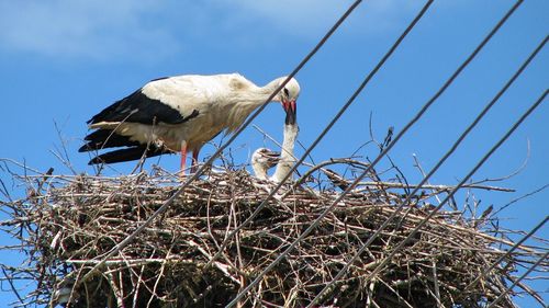 Bird on shore against clear sky