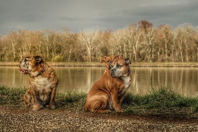 View of dogs on lake against trees