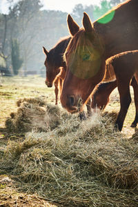 Close-up of horse on field