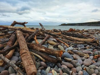 Driftwood on beach